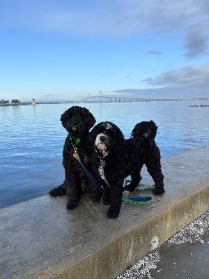 Karin, Sterling & Violet are making a difference in our Bay!